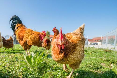 Agroturismo Ferienhof Tiergarten