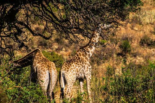 Tented Adventures Pilanesberg