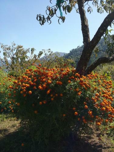 Agroturismo Divine Living Home Stay