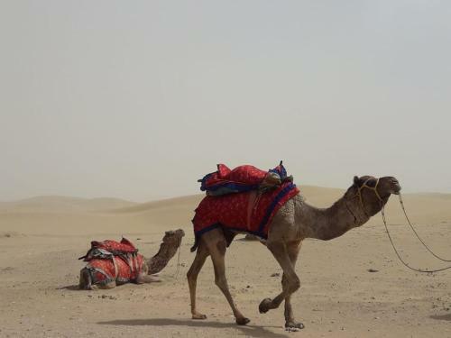 Hostal Jigar Camel Safari And Villega Home Stay