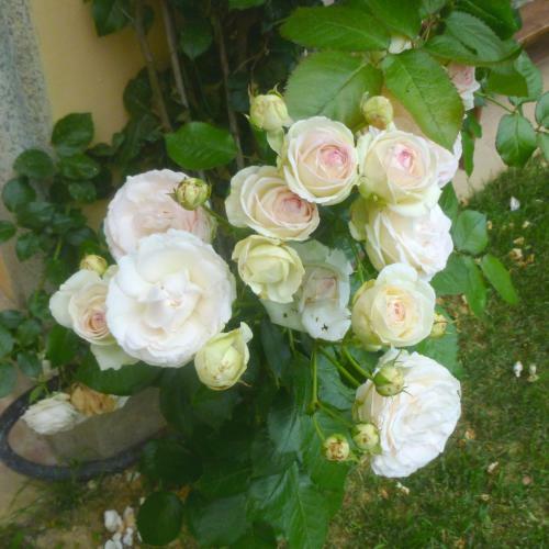 Bed & Breakfast Villa Hortensia Maison D'h�tes