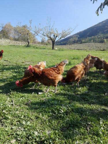 Agroturismo Clorofilla
