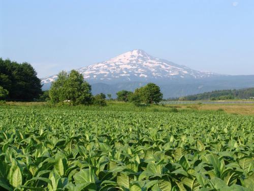 Chokai Sarukuraonsen Hotel Foresta Chokai