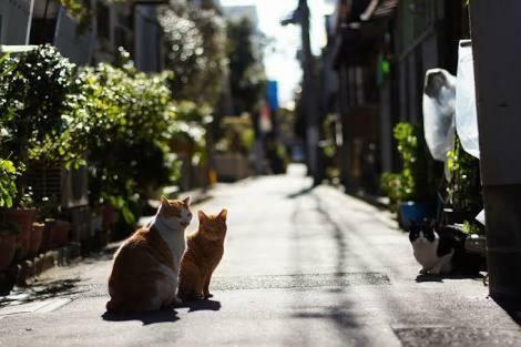 Apartamento Yamanote Downtown House Komagome