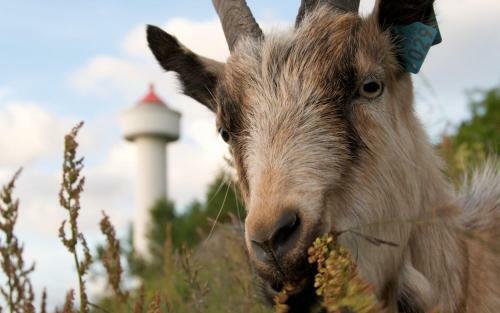 Bed & Breakfast Ulvesund Fyr