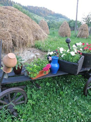 Hostal Salamandra Village