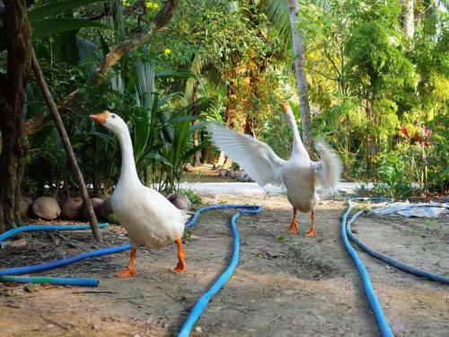 Mini Mekong Homestay In Ben Tre