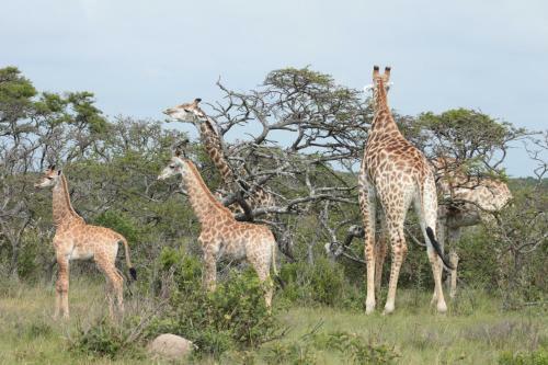 Lodge Inkwenkwezi Private Game Reserve
