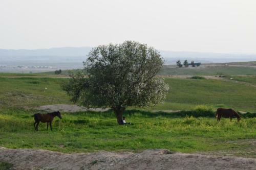 Posada Amazing Bedouin Hospitality