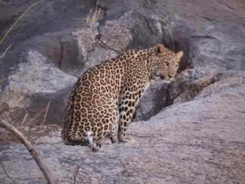 Aravali Nature Luxury Camp - Jawai