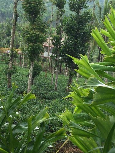 Agroturismo Harmony Farm Wayanad