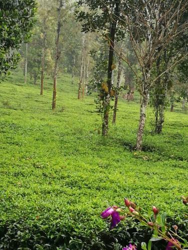 Agroturismo Harmony Farm Wayanad