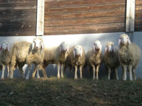Agroturismo Agriturismo Ae Noseare
