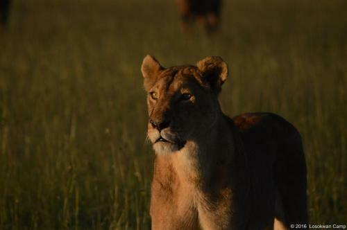 Losokwan Luxury Tented Camp - Maasai Mara