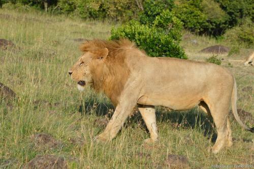 Losokwan Luxury Tented Camp - Maasai Mara