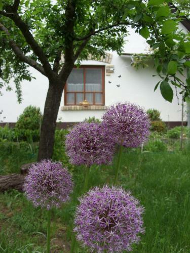 Apartamento Cinege Vend�gh�z