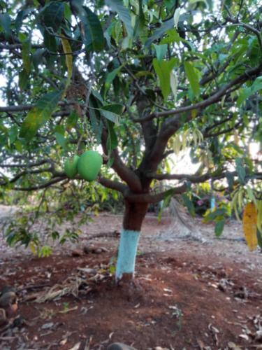 Hostal Vidya Konkan Agro Tourism