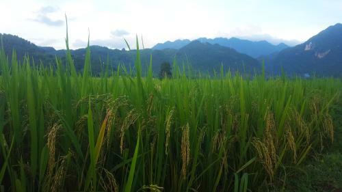 Mai Chau Family Homestay