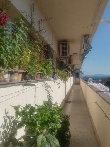 Apartments Antonio