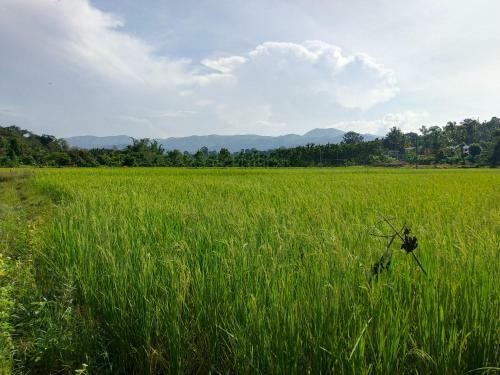 Comfy Homestay, Coorg, Kodagu