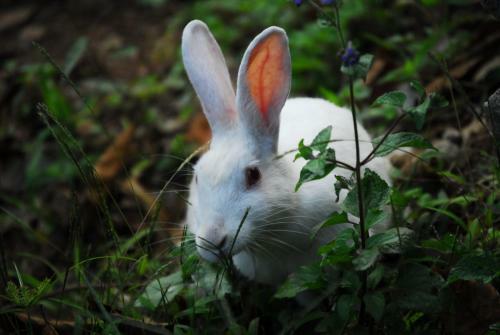 Hostal Peace Guest House