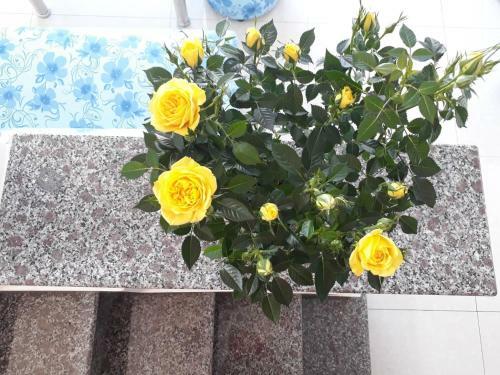 Bed & Breakfast Cam Ly Homestay