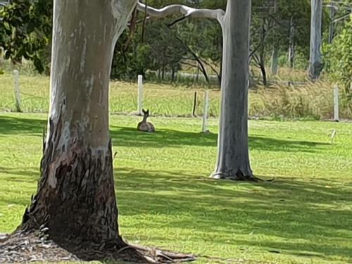 Koorawatha Homestead Motel