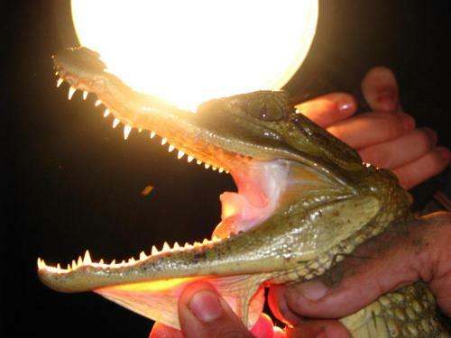 Lodge Anaconda Amazon Island