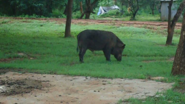 Heina Nature Resort & Yala Safari