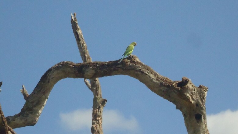 Heina Nature Resort & Yala Safari