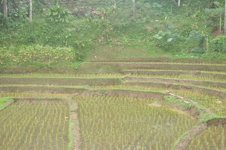 Hotel Tepi Sawah Lodge