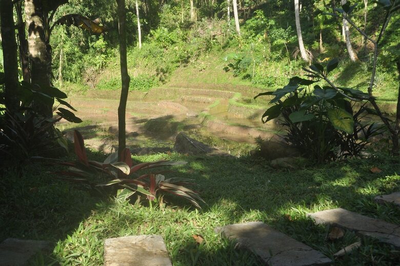 Hotel Tepi Sawah Lodge