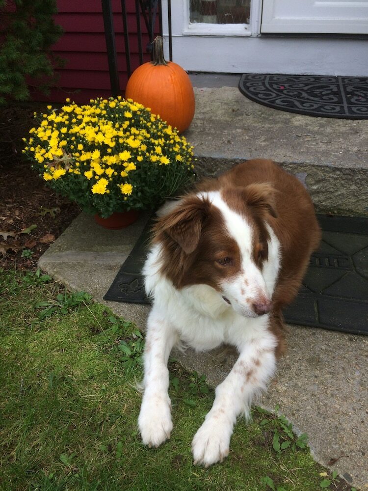 Cranberry Manor Bed And Breakfast Cape Cod