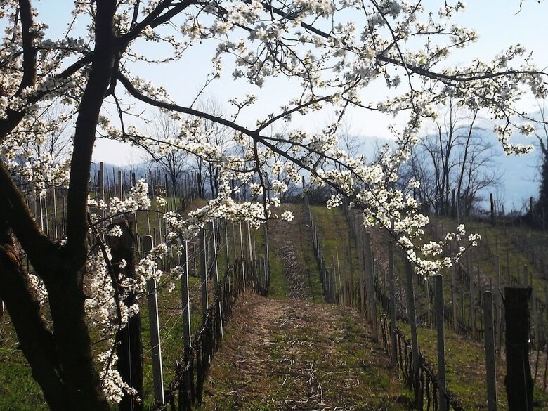 Agroturismo Agriturismo Podere Luciano