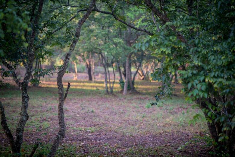 Hotel Apsaras Resort Sigiriya
