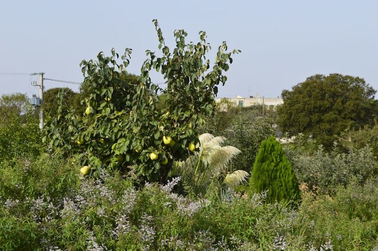 B&B Villa Lavanda