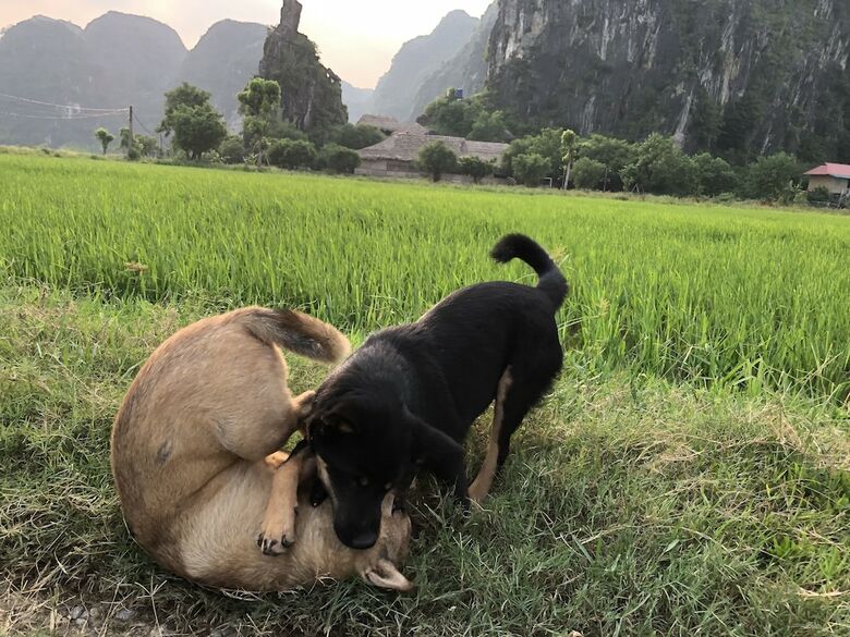 Hotel Tam Coc Homestay