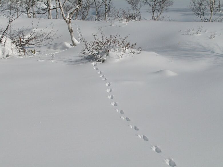 Hotel Shirakabaso Shiga Kogen