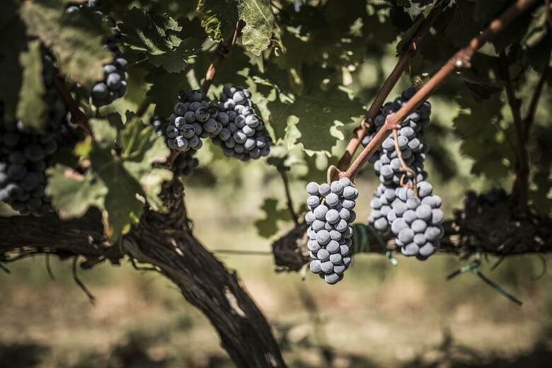 Agroturismo Agriturismo Il Giriatello