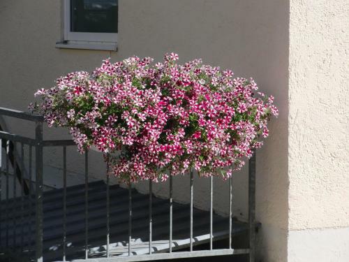 Hostal Haus Hildegard