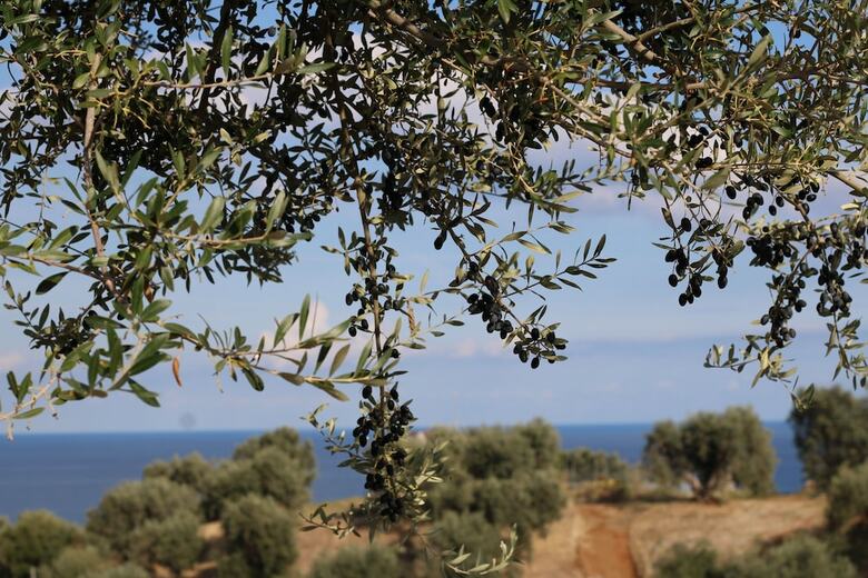 Agroturismo Agriturismo Vulcano