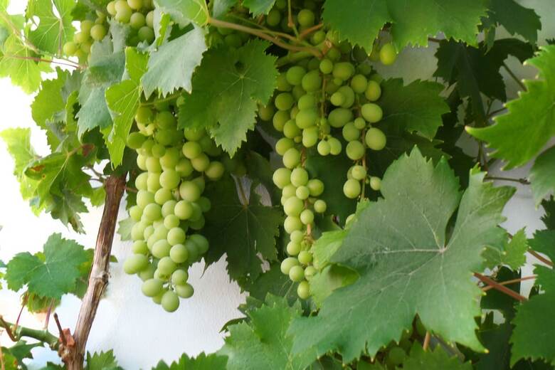 Agroturismo Cortijo Luque