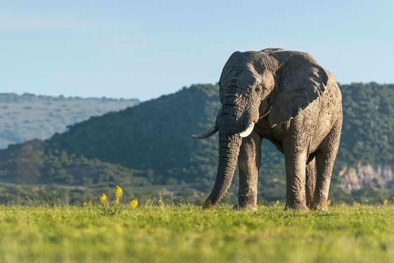 Posada Shamwari Eagles Crag - All Inclusive