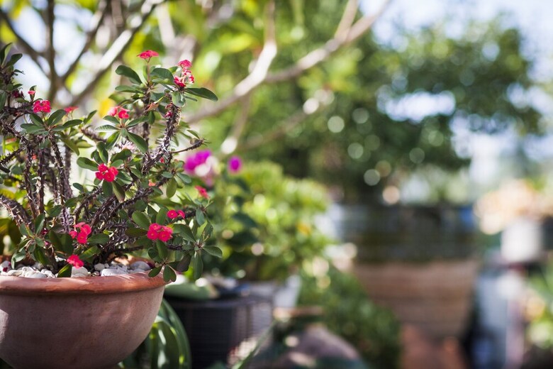 Waterloo Two Storey Garden Penthouse Apartment