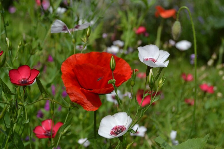 Le Jardin Cach�