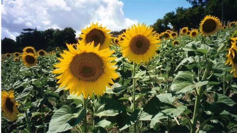 Bed & Breakfast Les Celtes De Gascogne