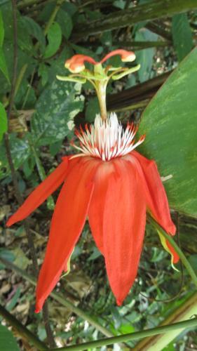 Bed & Breakfast El Tucan Jungle Lodge