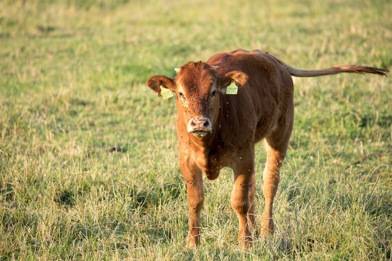 Agroturismo Steigmatt Bauernhof - Erlebnis