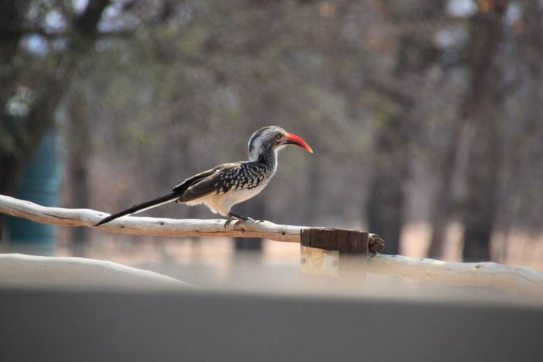 Thula Private Lodge