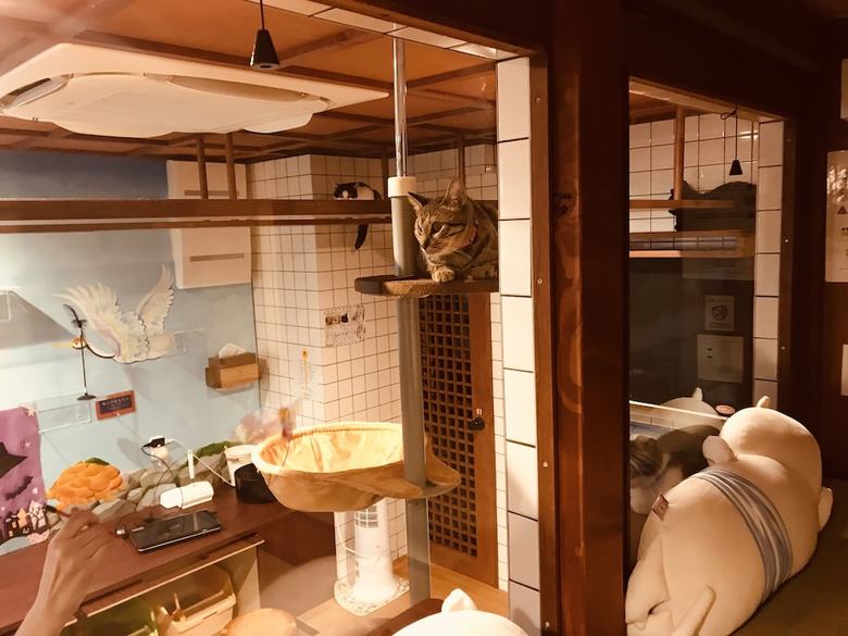 Hostal Neco Yokujo & Neco Hatago Neco Requblic - Hostel